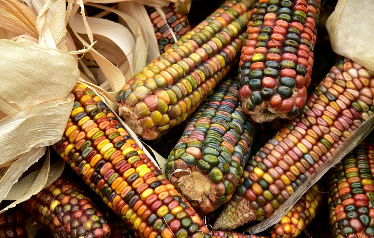 Ornamental-Indian-Corn-Seeds