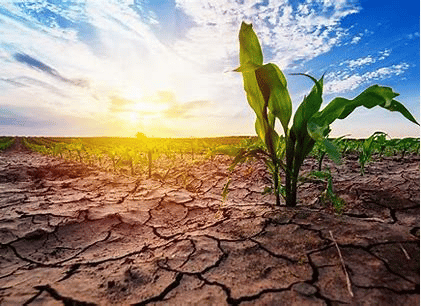 corn and climate